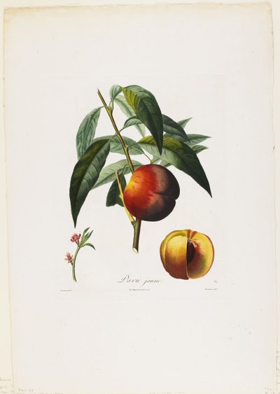 Peaches, from Traite des Arbres Fruitiers by Pierre Antoine Poiteau